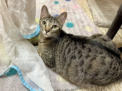 WHISKERS - Domestic Short Hair available for adoption