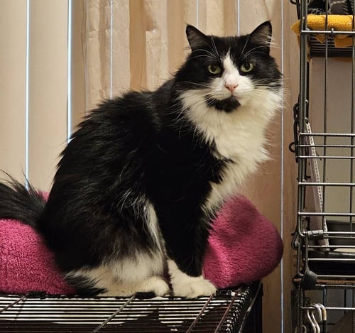 FRICKY - Domestic Medium Hair available for adoption