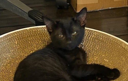 HONEY BUN - Domestic Short Hair available for adoption