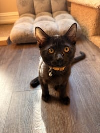 Honey Bun - Photo 1