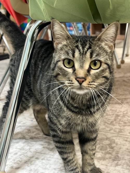 DAENERYS - Domestic Short Hair available for adoption