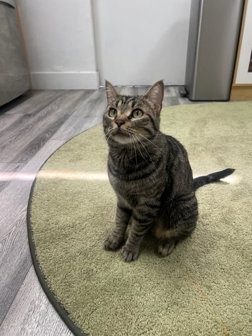 DAENERYS - Domestic Short Hair available for adoption