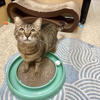 Munchkin - Photo 2