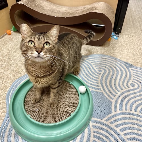 MUNCHKIN - Domestic Short Hair available for adoption