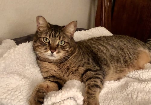MUNCHKIN - Domestic Short Hair available for adoption