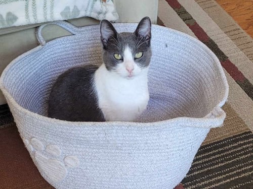 DODGER - Domestic Short Hair available for adoption