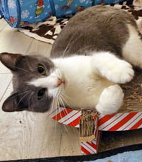 Dodger - Photo 3