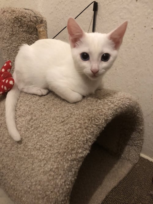 PETER BRADY - Domestic Short Hair available for adoption