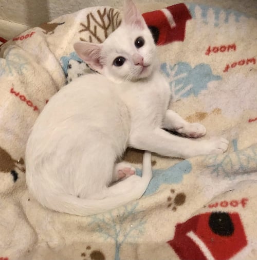 PETER BRADY - Domestic Short Hair available for adoption