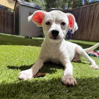 Dandi - Photo 1