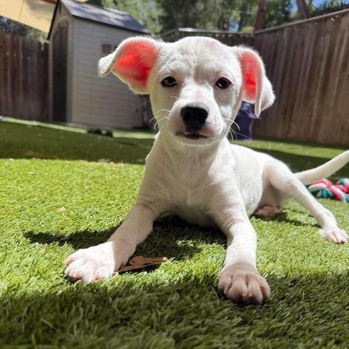 DANDI - Terrier available for adoption