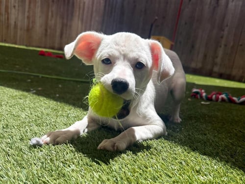 DANDI - Terrier available for adoption