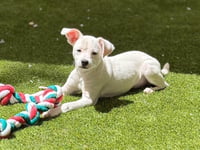 Dandi - Photo 3