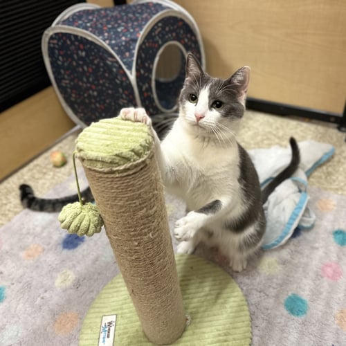 GABI - Domestic Short Hair available for adoption