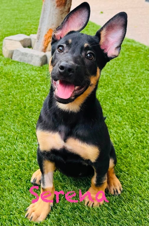 Serena Image