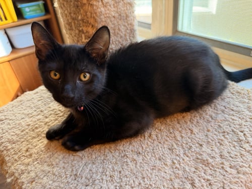 DING DONG - Domestic Short Hair for adoption in Irvine