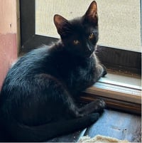 Ding Dong - Photo 2