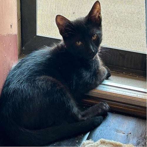 DING DONG - Domestic Short Hair available for adoption