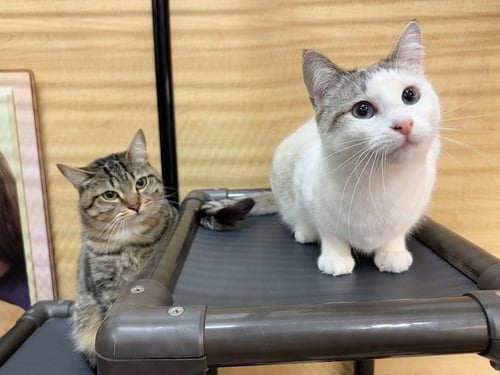 ELODIE - Domestic Short Hair / Siamese available for adoption