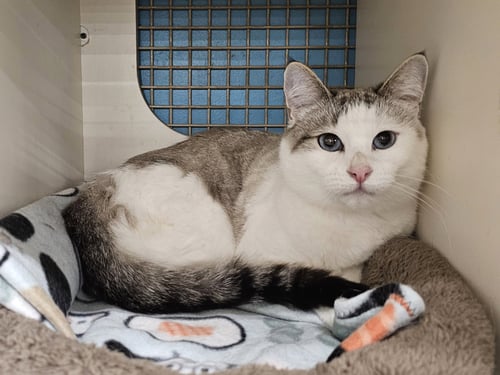 ELODIE - Domestic Short Hair / Siamese available for adoption