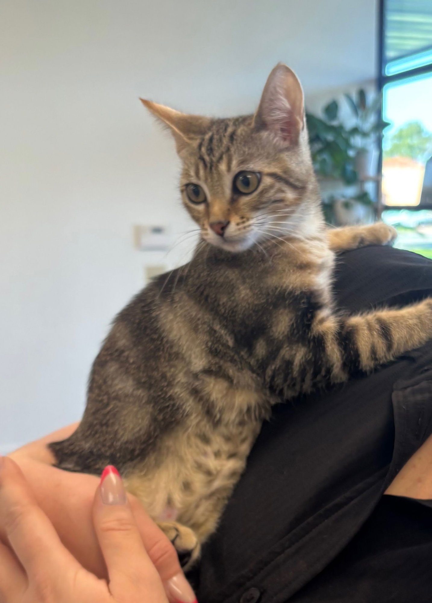 FAJITA - Domestic Short Hair available for adoption