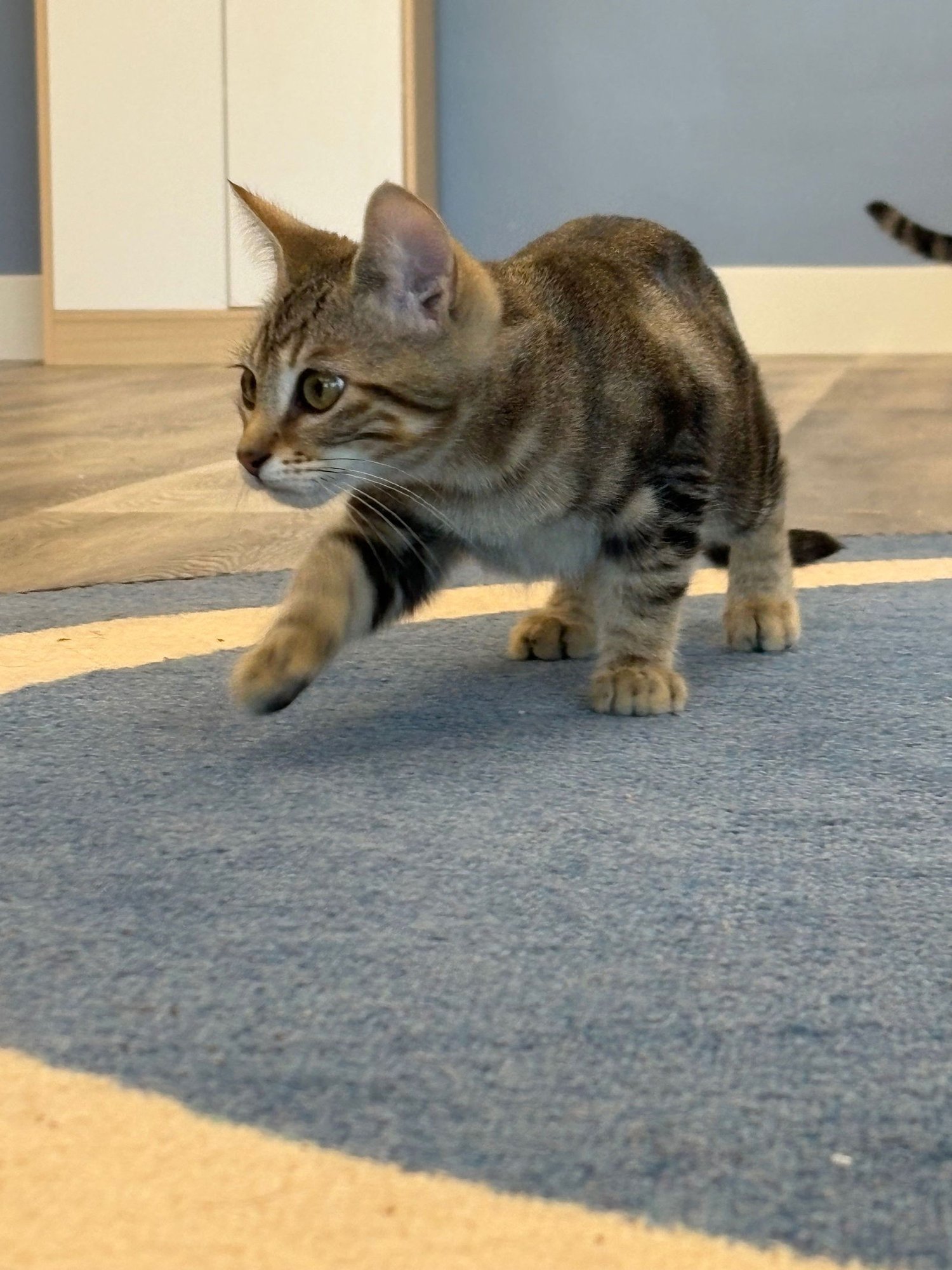 FAJITA - Domestic Short Hair available for adoption