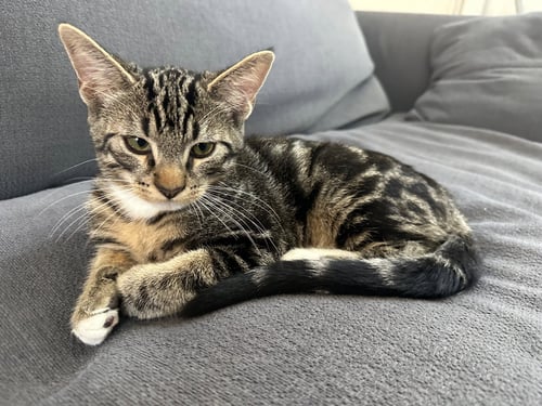 AVNER - Domestic Short Hair for adoption in Irvine