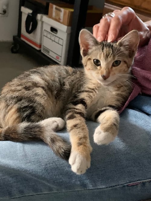 DD - Domestic Short Hair available for adoption