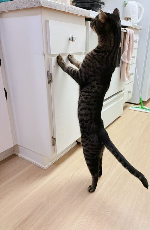AMAL - Domestic Short Hair available for adoption