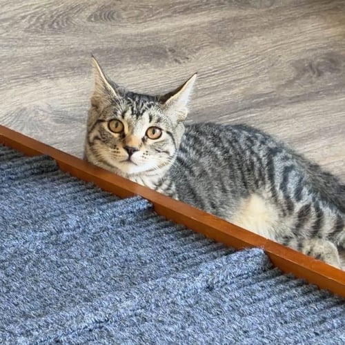 SPIDER-MAN - Domestic Short Hair for adoption in Irvine
