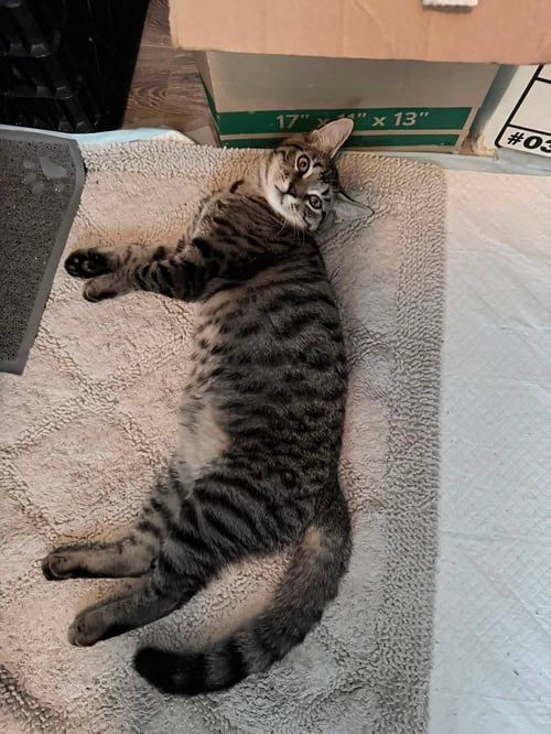 SPIDER-MAN - Domestic Short Hair available for adoption