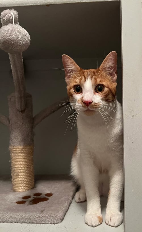BECKETT - Domestic Short Hair available for adoption