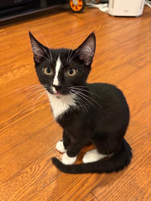 MR FANTASTIC - Domestic Short Hair available for adoption