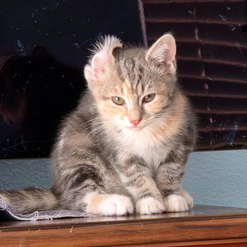 SKA - Domestic Short Hair available for adoption