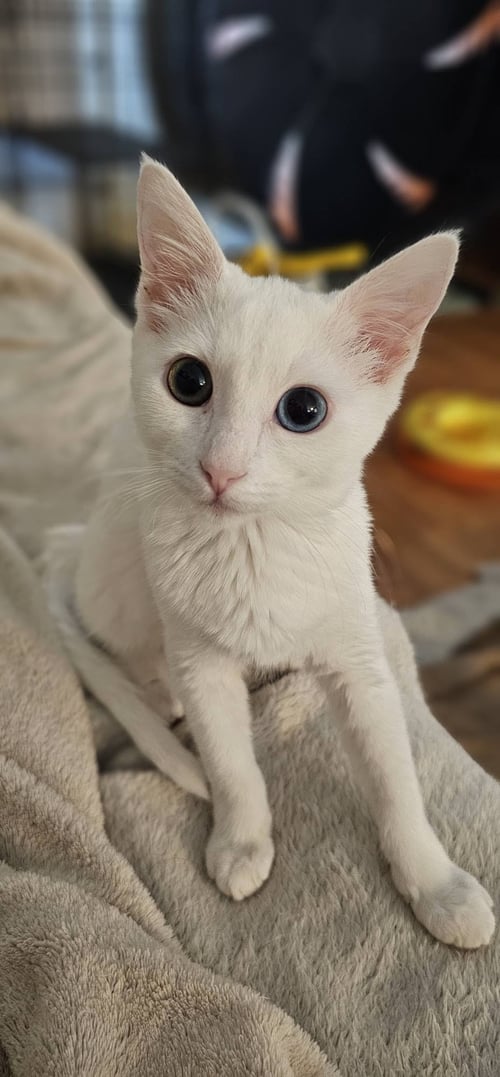 MARCIA BRADY - Domestic Short Hair for adoption in Irvine