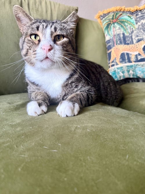 NOOB - Domestic Short Hair available for adoption