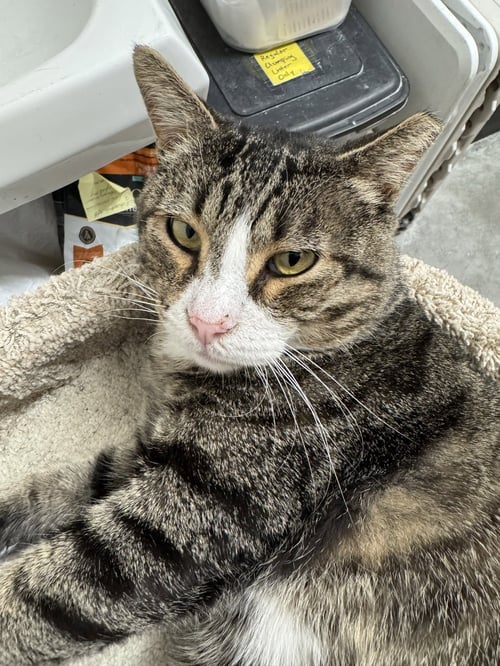 NOOB - Domestic Short Hair available for adoption