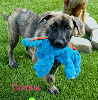 Corona - Photo 1