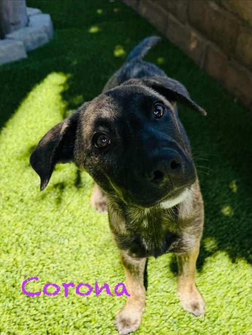CORONA - Labrador Retriever / German Shepherd Dog available for adoption