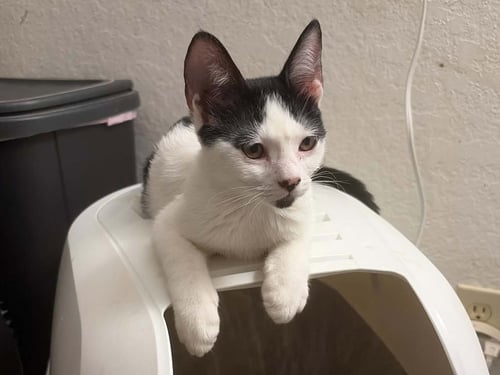 RORSCHACH - Domestic Short Hair for adoption in Irvine