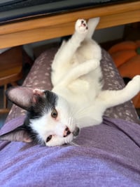 Rorschach - Photo 3