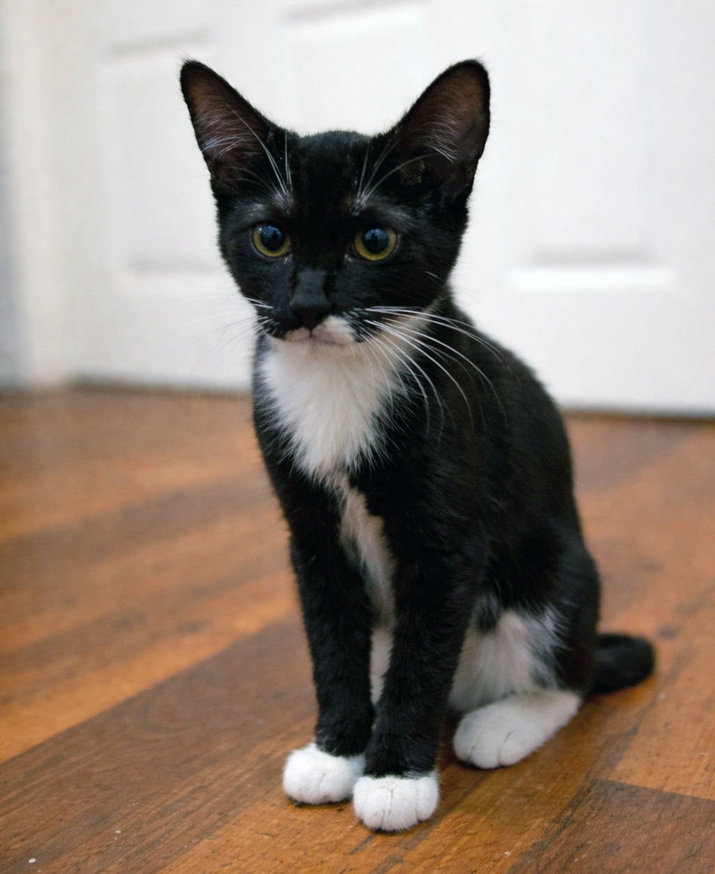 ANGORA - Domestic Short Hair available for adoption