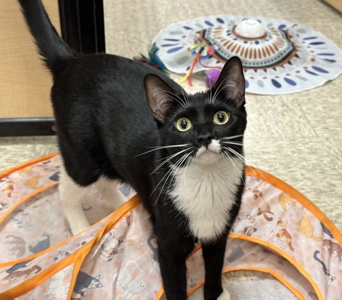 ANGORA - Domestic Short Hair available for adoption