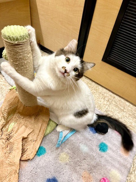 MASON - Domestic Short Hair available for adoption