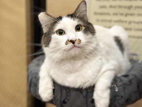 MASON - Domestic Short Hair available for adoption