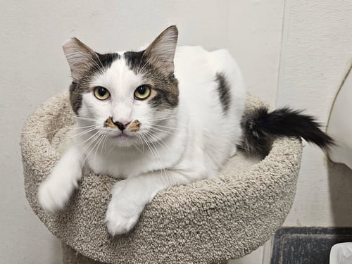 MASON - Domestic Short Hair available for adoption