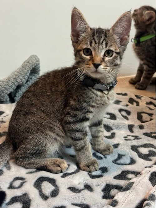 POPE - Domestic Short Hair available for adoption