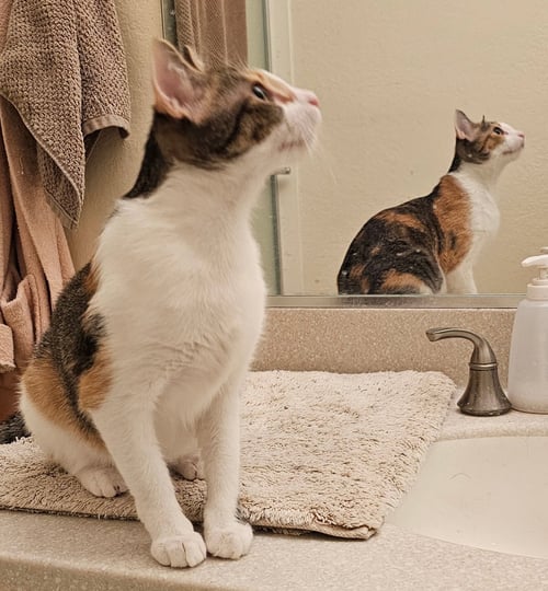 TOYOTA - Domestic Short Hair available for adoption