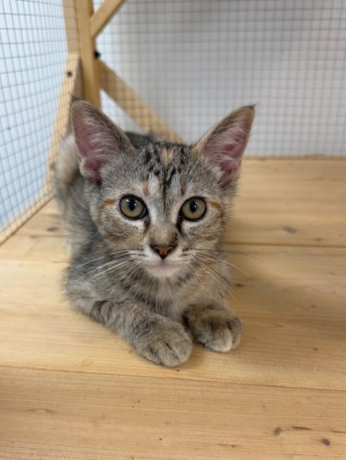 HALO - Domestic Short Hair for adoption in Irvine