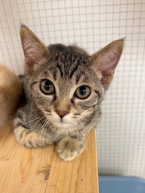 MANDARIN - Domestic Short Hair for adoption in Irvine